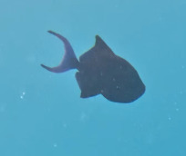 Odonus niger
