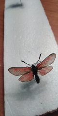Zygaena minos