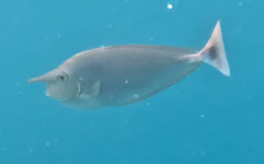 Naso brevirostris