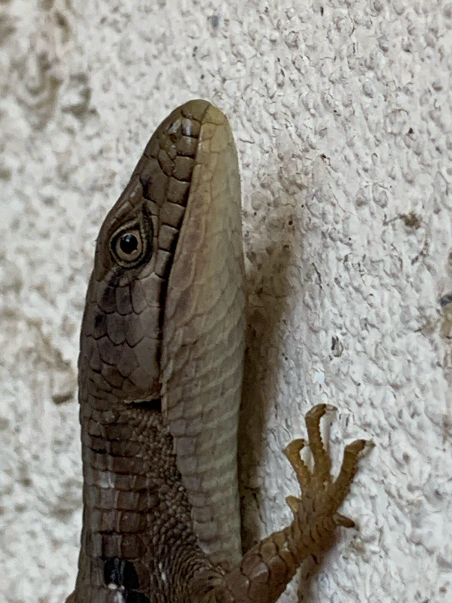 Elgaria multicarinata (Blainville, 1835)