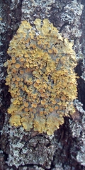 Xanthoria parietina