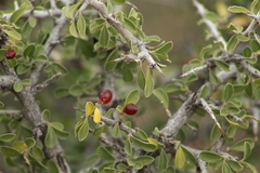 Condalia correllii