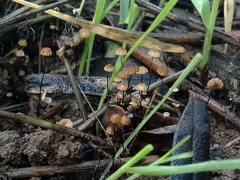 Cryptomarasmius corbariensis