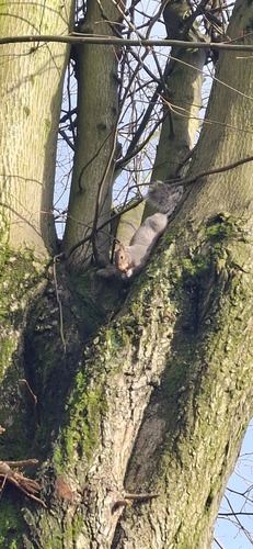 Eastern Gray Squirrel