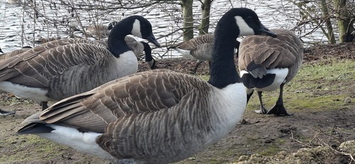 Canada Goose