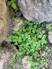 Pholistoma auritum arizonicum