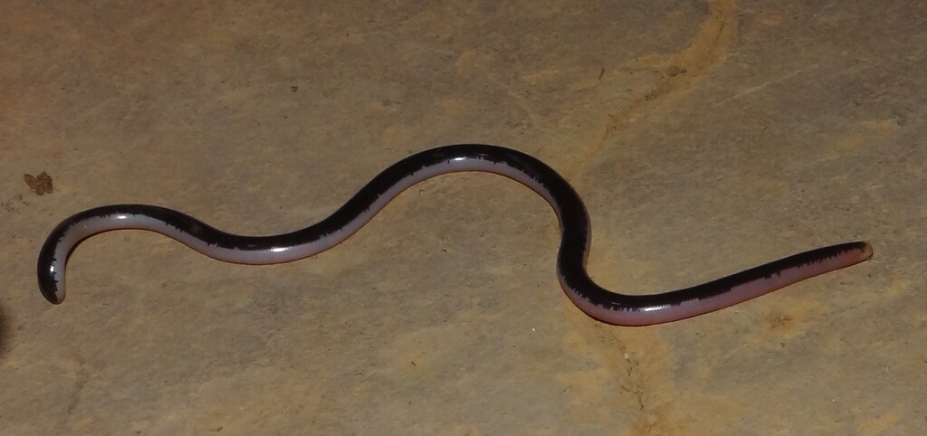 Bicoloured Blind-Snake
