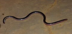 Bicoloured Blind-Snake photo 1