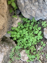 Pholistoma auritum arizonicum