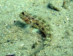 Istigobius hoesei