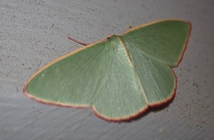 Chlorocoma assimilis