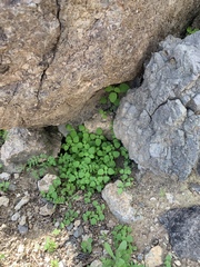 Pholistoma auritum arizonicum
