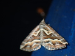 Melitulias graphicata