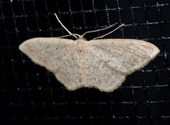Idaea epicyrta