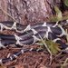 Eastern Kingsnake - Photo (c) Robert Simons, some rights reserved (CC BY-NC), uploaded by Robert Simons