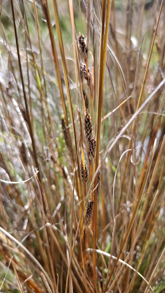 Foto de Carex buchananii