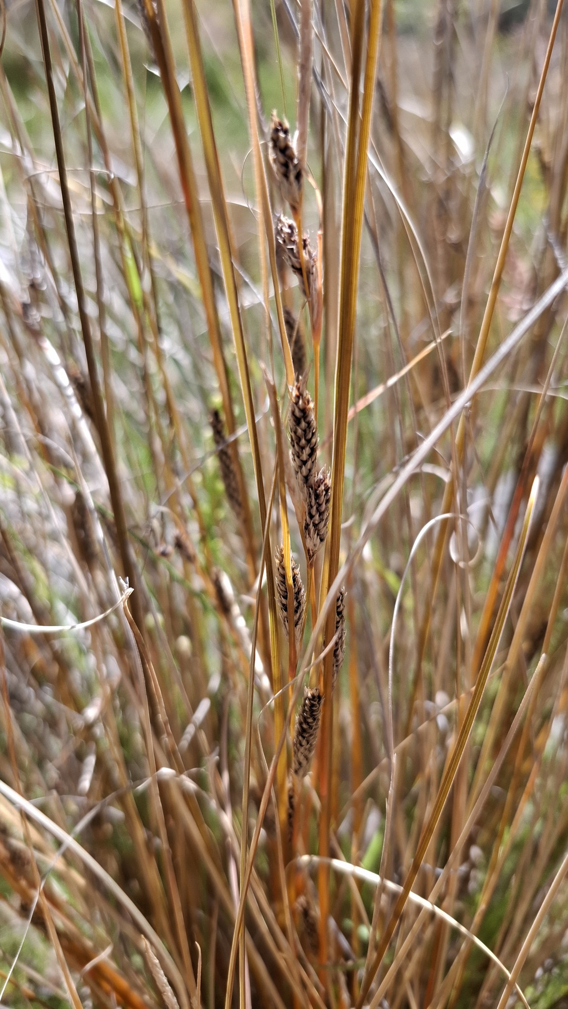Imagem de Carex buchananii