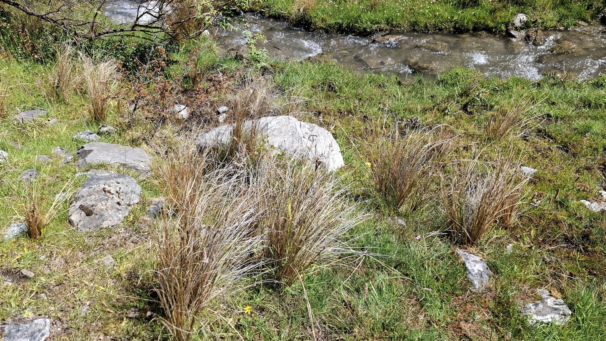 Imagem de Carex buchananii