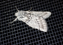 Cerura melanoglypta
