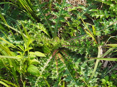Cirsium japonicum australe