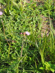 Cirsium japonicum australe