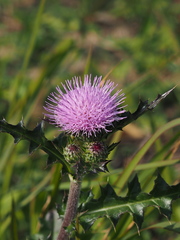Cirsium japonicum australe