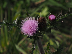 Cirsium japonicum australe