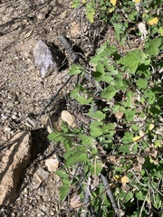 Ambrosia cordifolia