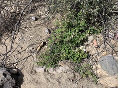 Ambrosia cordifolia