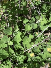 Ambrosia cordifolia