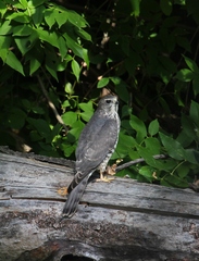 Accipiter brevipes