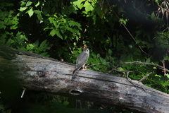 Accipiter brevipes