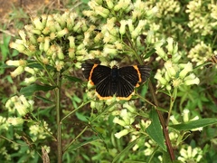 Riodina lycisca