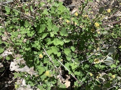 Ambrosia cordifolia
