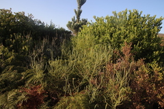 Seriphium cinereum