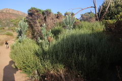 Seriphium cinereum
