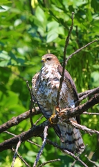 Accipiter brevipes