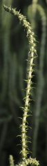 Seriphium cinereum