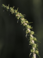 Seriphium cinereum