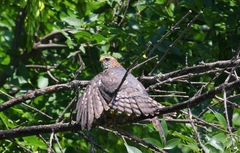 Accipiter brevipes
