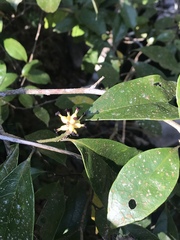 Eustigma oblongifolium