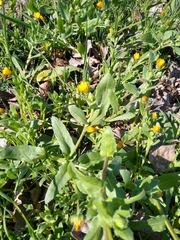 Calendula arvensis