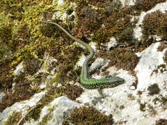 Podarcis muralis nigriventris