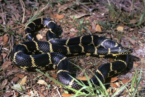 Eastern Kingsnake