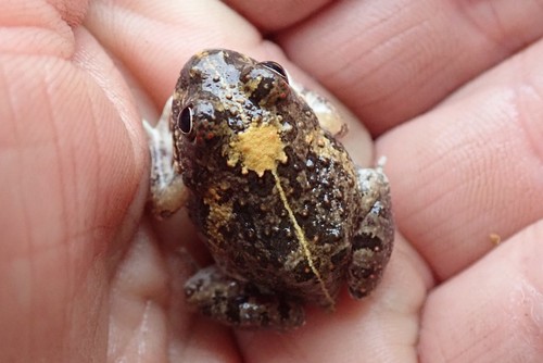 Tomopterna adiastola