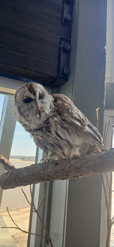 View observation of {o.common_name} on iNaturalist