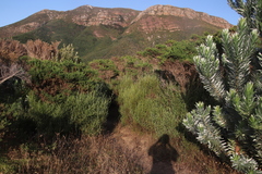 Seriphium cinereum