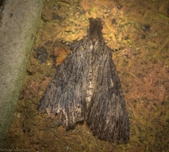 Crioa acronyctoides