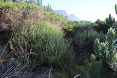 Seriphium cinereum