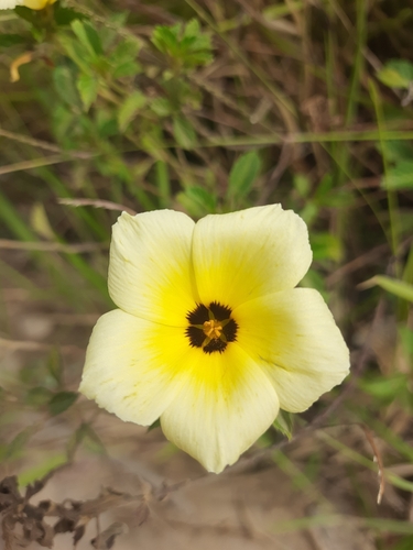 Cuban Buttercup